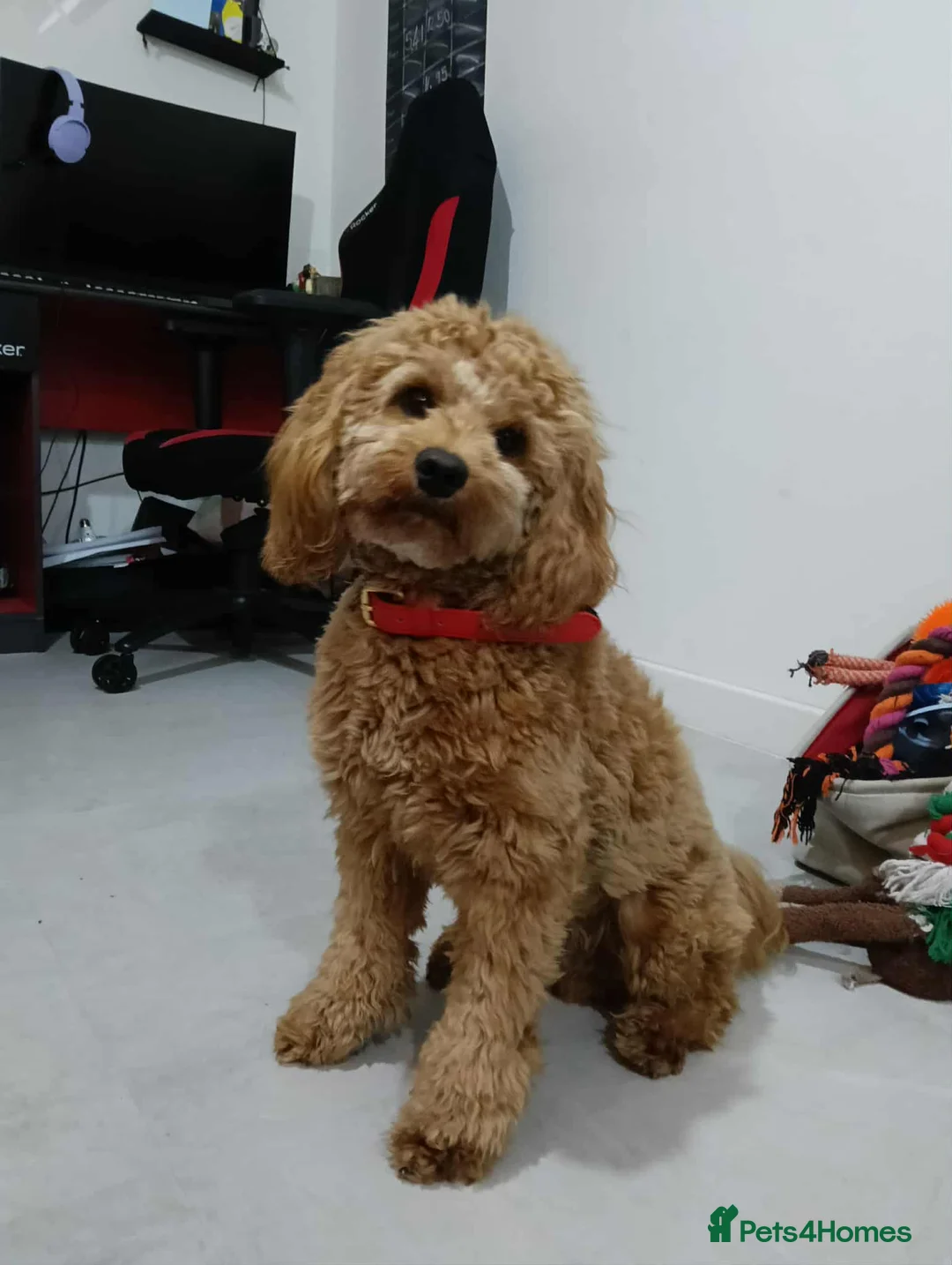 Cockapoo dogs for stud: (UNPROVEN) cockapoo male F3 available for stud   in London - Advert 8