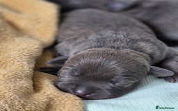 Staffordshire Bull Terrier dogs for sale: Staffordshire Bull Terrier Puppies - Image 4