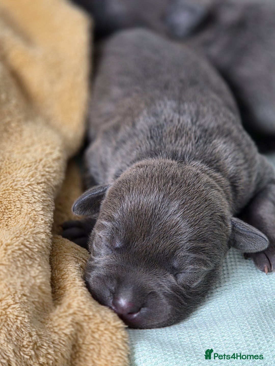 Staffordshire Bull Terrier dogs for sale: Staffordshire Bull Terrier Puppies - Image 4