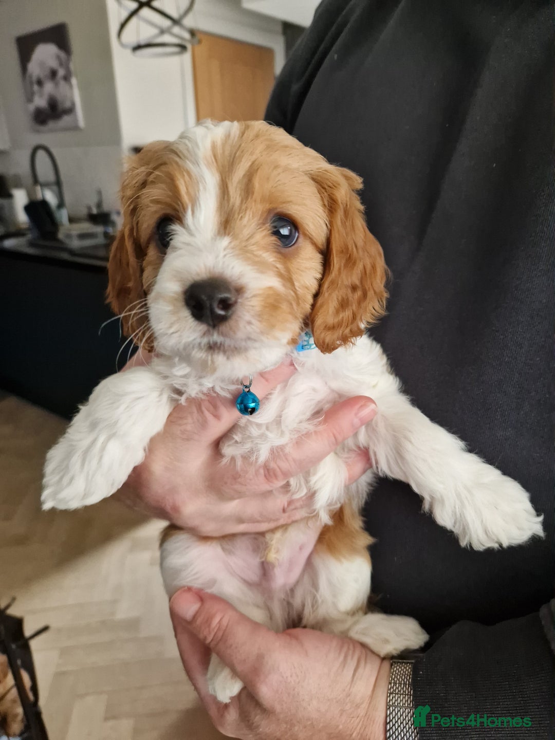 Cavapoo dogs for sale: Beautiful Cavapoo F2 puppies  for sale - Image 7