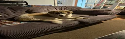Mixed Breed dogs for adoption: LiA – Gentle, Observant & Full of Heart 💛🐾 - Advert 2