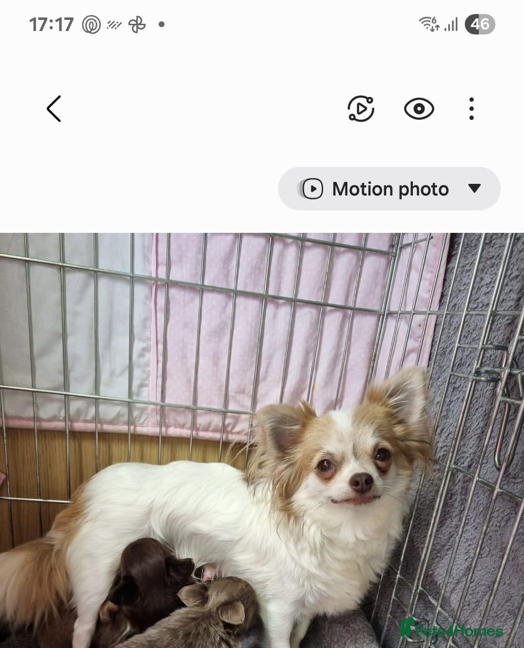 Chihuahua dogs Longhaired chihuahua puppies  - Advert 1