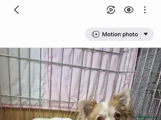 Chihuahua dogs Longhaired chihuahua puppies - Advert 1