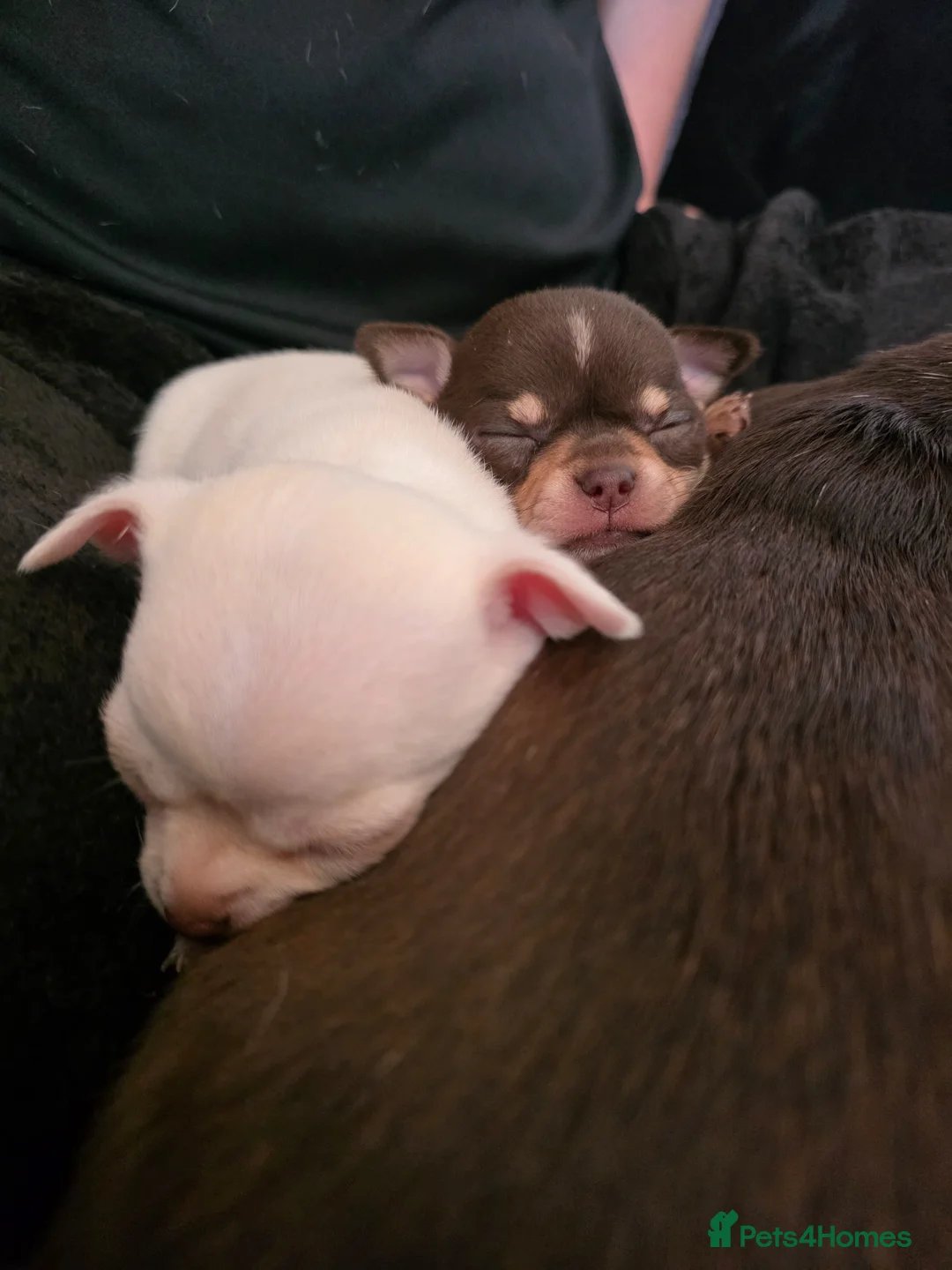 Chihuahua dogs for sale: Pedigree club registered chihuahua puppies - Advert 25