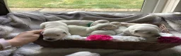 Golden Retriever dogs for sale: Golden retriever puppies in Bedford - Advert 2