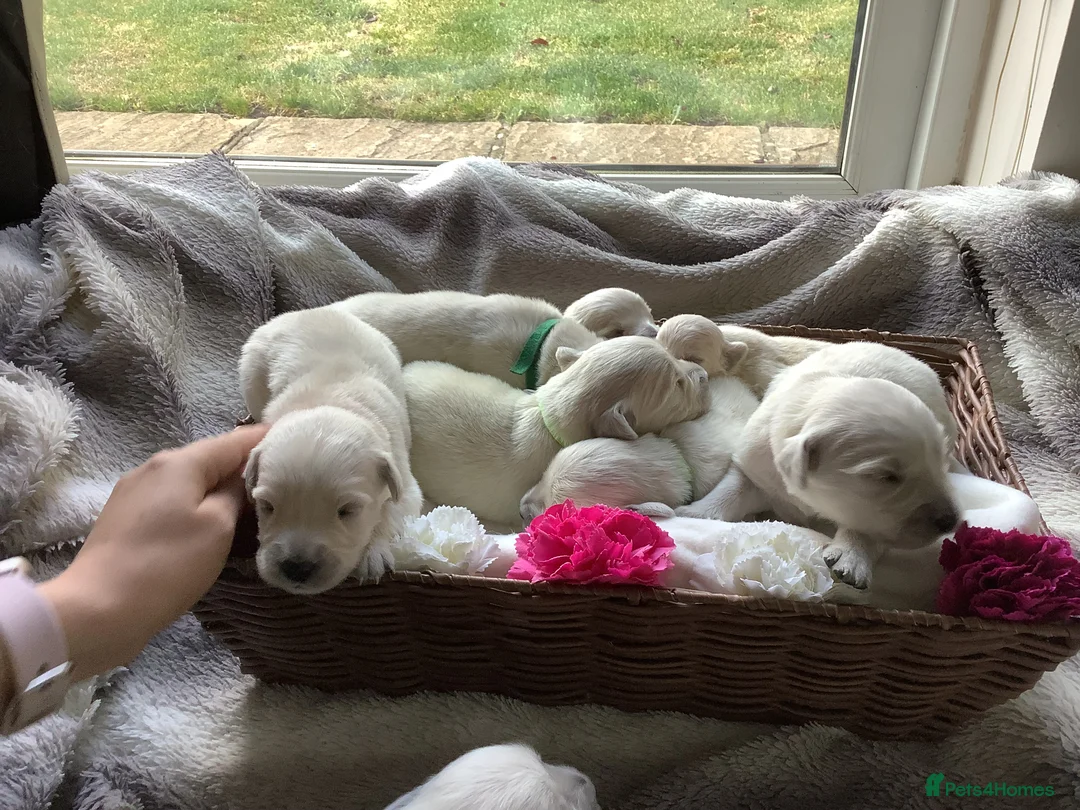 Golden Retriever dogs for sale: Golden retriever puppies in Bedford - Advert 2