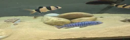 Cichlids fish for sale: Powder blue cichlids - Advert 11