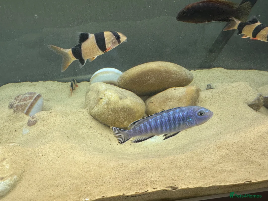 Cichlids fish for sale: Powder blue cichlids - Advert 11