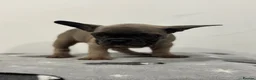 French Bulldog dogs for sale: French bulldog puppies looking for forever homes  in Staines - Advert 24