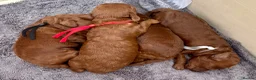 Toy Poodle dogs for sale: Tiny Toy ×Asian Poodle Puppies Ready 21/09/26 - Advert 10