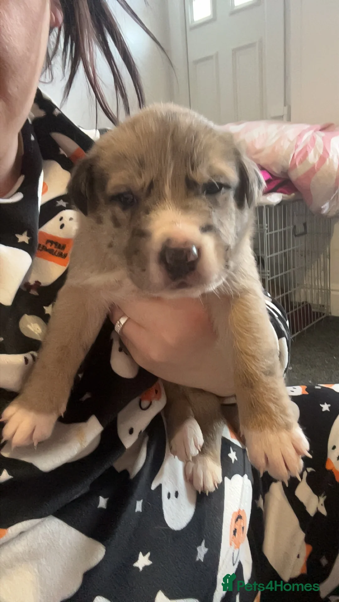 Mixed Breed dogs for sale: Catahoula leopard dog cross with Belgium Malinois  - Advert 11