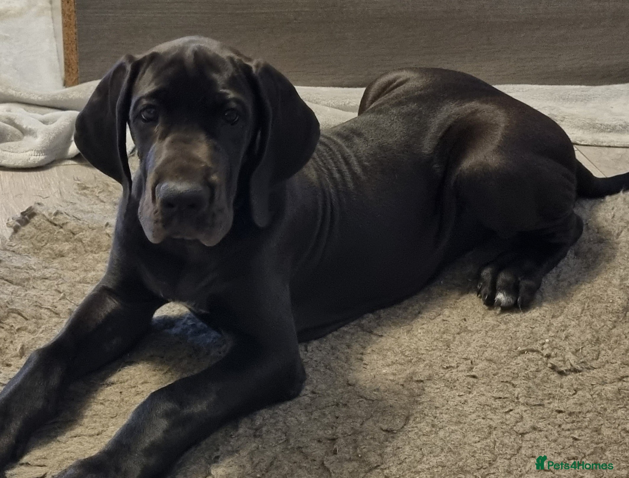 Great Dane dogs 2 Big girls. KC & HEALTH TESTED  - Advert 7