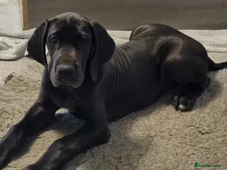 Great Dane dogs 2 Big girls. KC & HEALTH TESTED - Advert 7