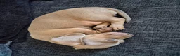 Dachshund dogs for sale: Gorgeous daschund puppies for sale! in Manchester - Advert 9