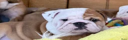 English Bulldog dogs for sale: Ch Sired Bulldog Puppies  - Advert 1