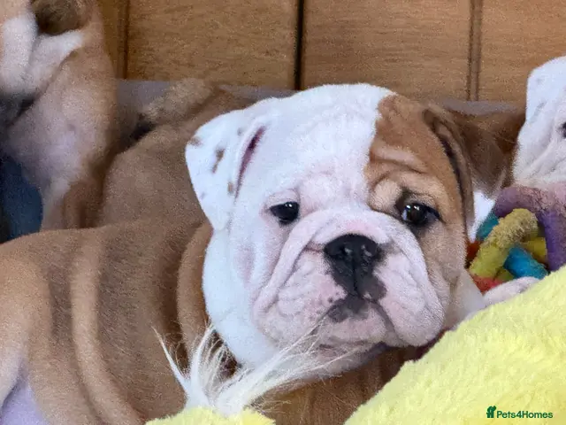 English Bulldog dogs for sale: Ch Sired Bulldog Puppies - Advert 1