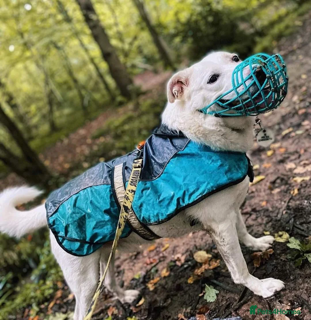 Mixed Breed dogs for adoption: Meet Biscuit, currently residing in Hampshire  in Havant - Advert 17