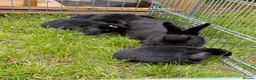 Mixed Breed rabbits for sale: Bunnies for sale  in Wadhurst - Advert 15