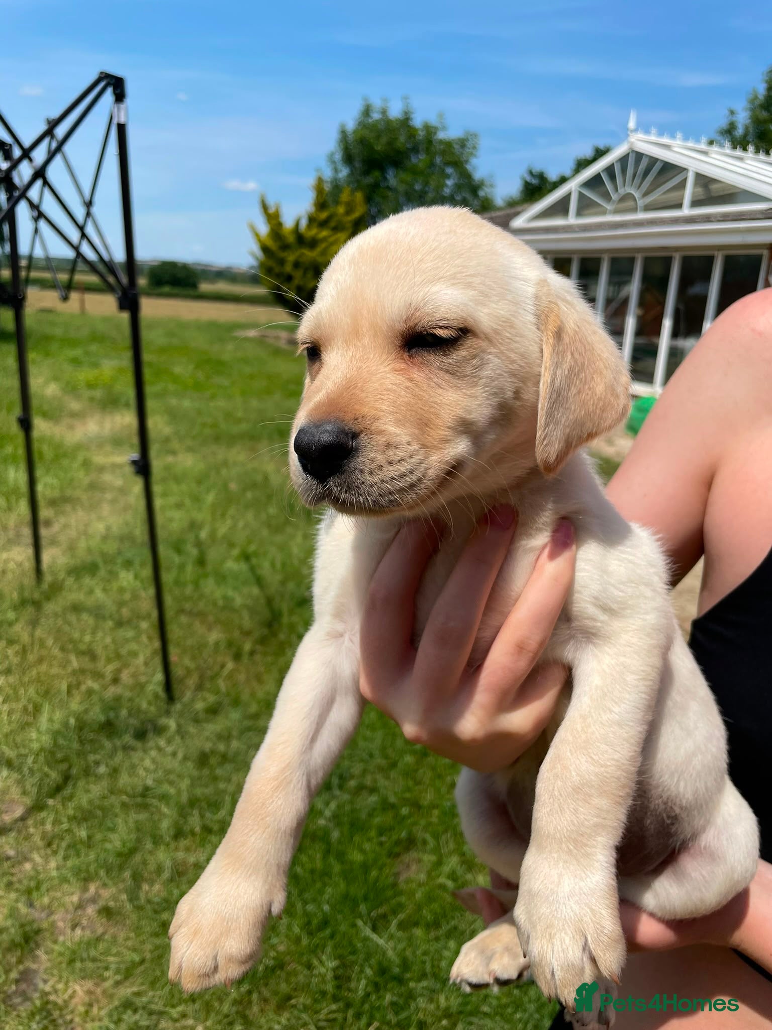 Labrador Retriever dogs Two beautiful Lab pups ready to go  - Advert 2
