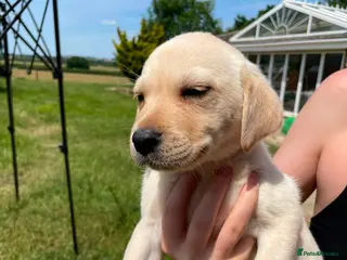 Labrador Retriever dogs Two beautiful Lab pups ready to go - Advert 2