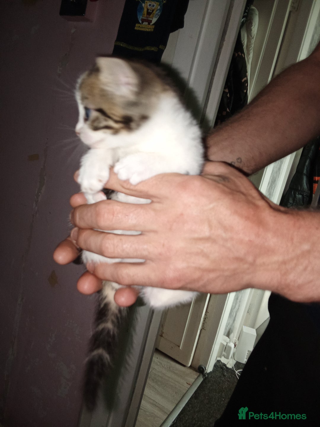Mixed Breed cats for sale: Kittens for sale  - Image 33
