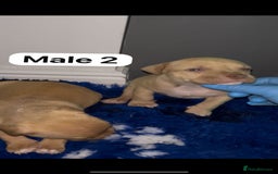 Mastiff dogs for sale: Mastiff  - Advert 10