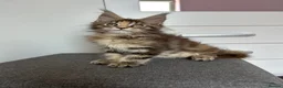 Maine Coon cats for sale: ✨5 GCCF Pure bred MC kittens  - Advert 19