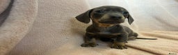 Miniature Dachshund dogs for sale: Miniature dachshunds (pink carriers)  - Advert 12