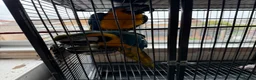 Macaws birds for sale: Bonded Pair Blue and Gold Macaws (male and female) in Skegness - Advert 6