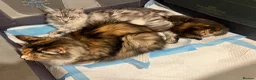 Maine Coon cats for sale: Stunning Blue Male  - Advert 6