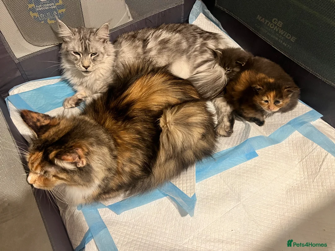 Maine Coon cats for sale: Stunning Blue Male  - Advert 6
