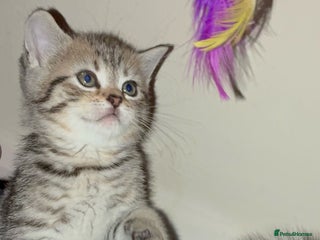 British Shorthair cats - Advert 18