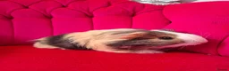 Guinea Pig rodents for sale: Long smooth coated sheltie - Advert 6