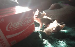 Mixed Breed cats for sale: Awesome Spotty Dotty Silver  Blue Bengal x Kittens - Image 38