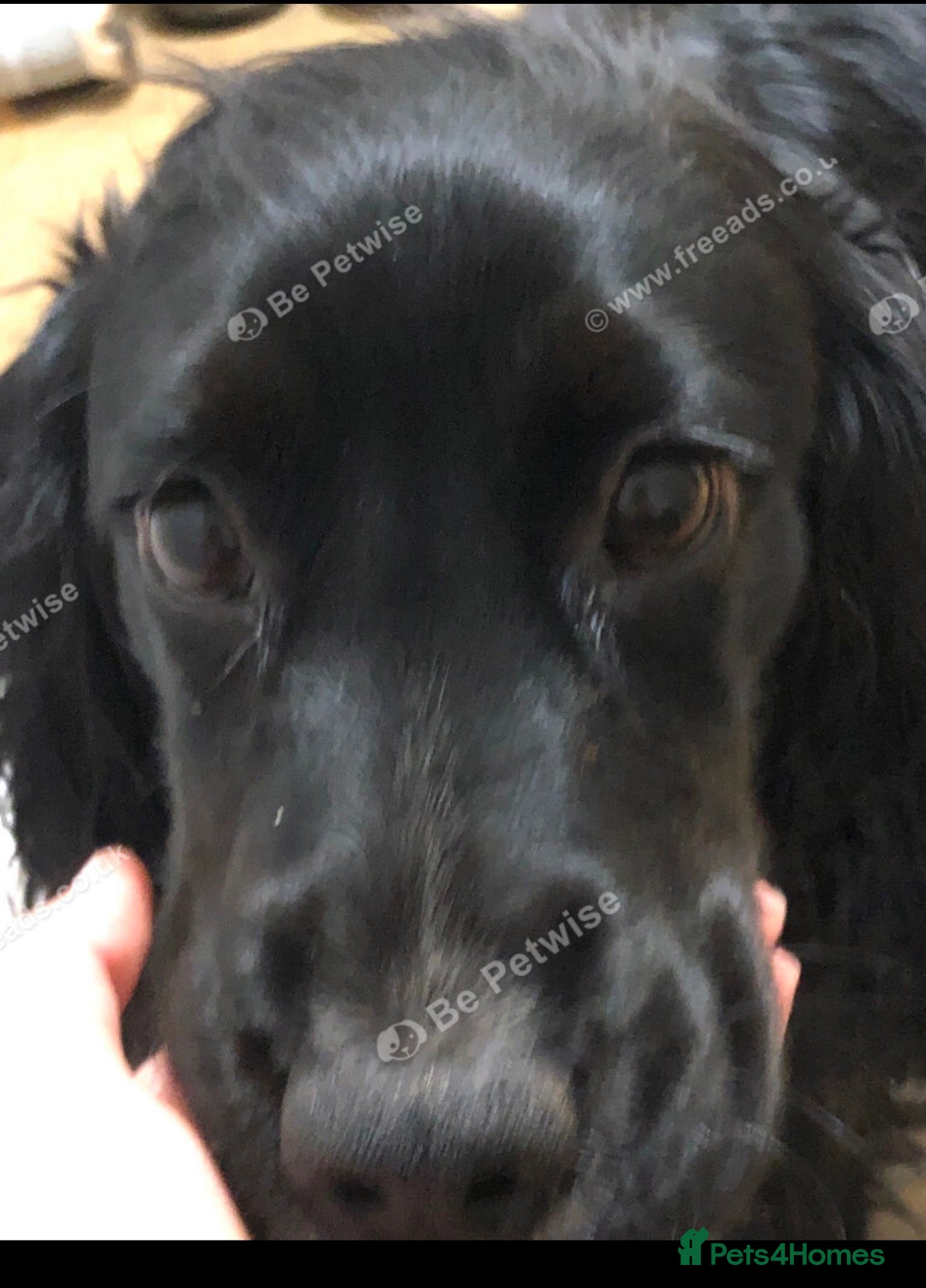 Cocker Spaniel dogs Working type Cocker spaniel - Advert 1