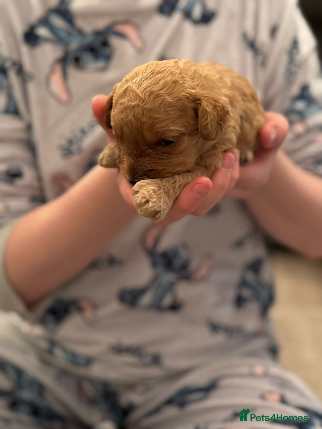 Cockapoo dogs for sale: F2 cockapoo puppies! - Advert 6