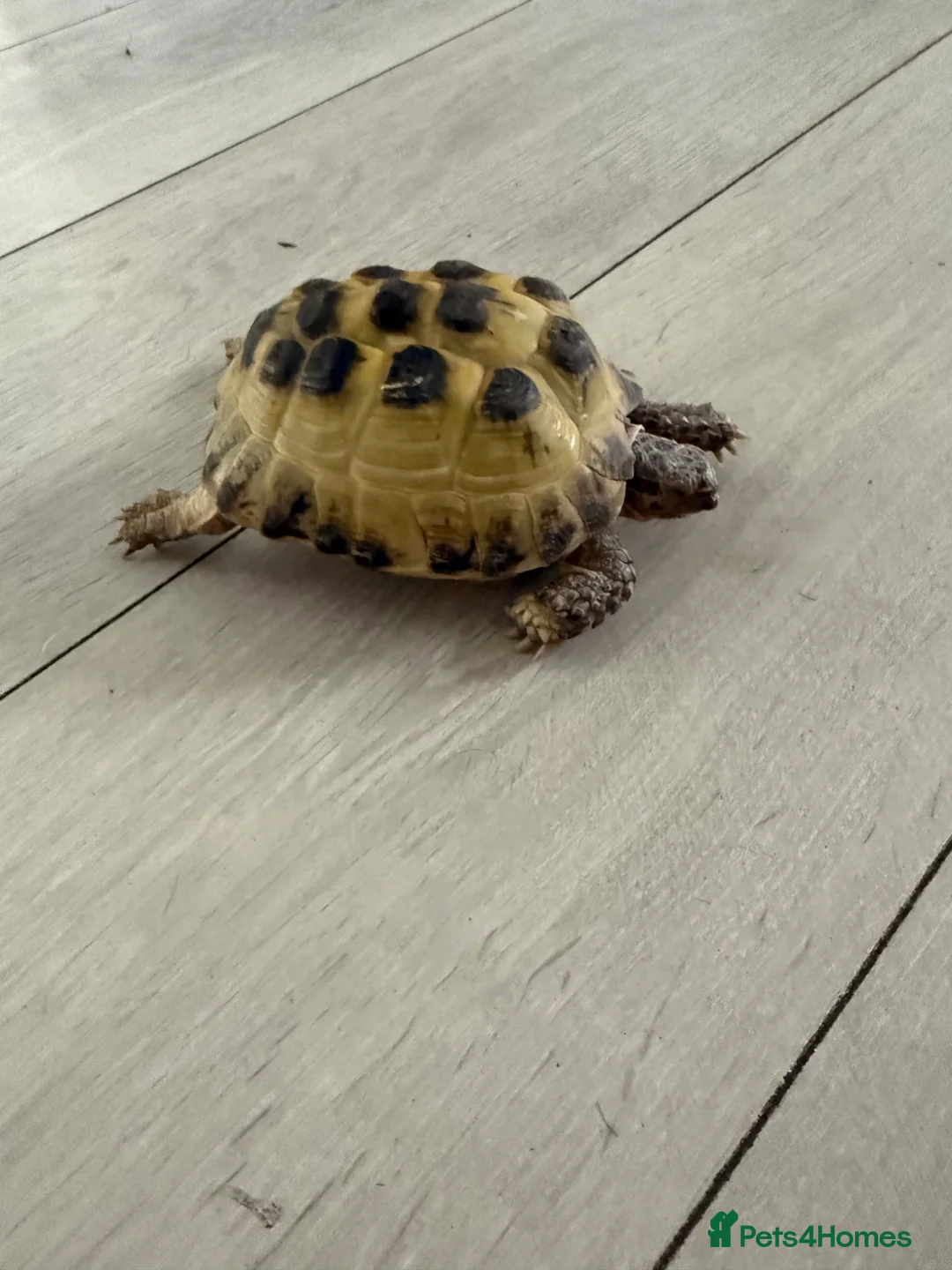 Hermann Tortoise reptiles for sale: Female tortoises  in Saint Austell - Advert 1