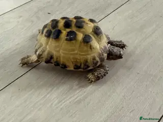 Hermann Tortoise reptiles Female tortoises - Advert 3