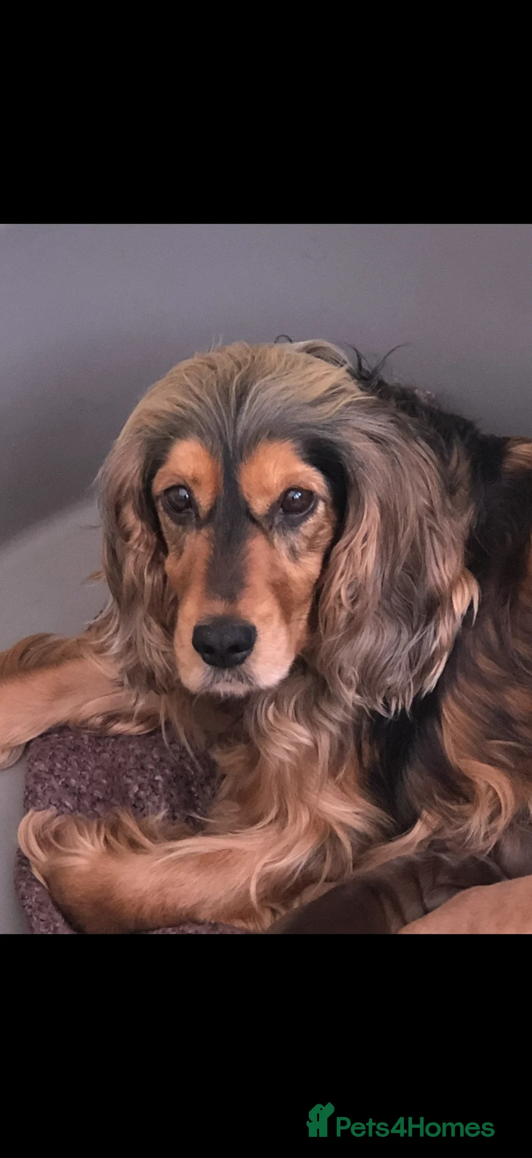 Cocker Spaniel dogs for sale: EXCEPTIONAL QUALITY SHOW COCKER SPANIEL PUPPIES - Advert 19