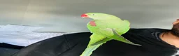Parrots birds for sale: Baby hand tame Alexandrian Parrot  in Uttoxeter - Advert 15