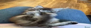 Maine Coon 3
