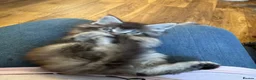 Maine Coon cats for sale: ✨ EXCEPTIONAL TICA-REGISTERED MAINE COON KITTENS ✨ - Advert 19
