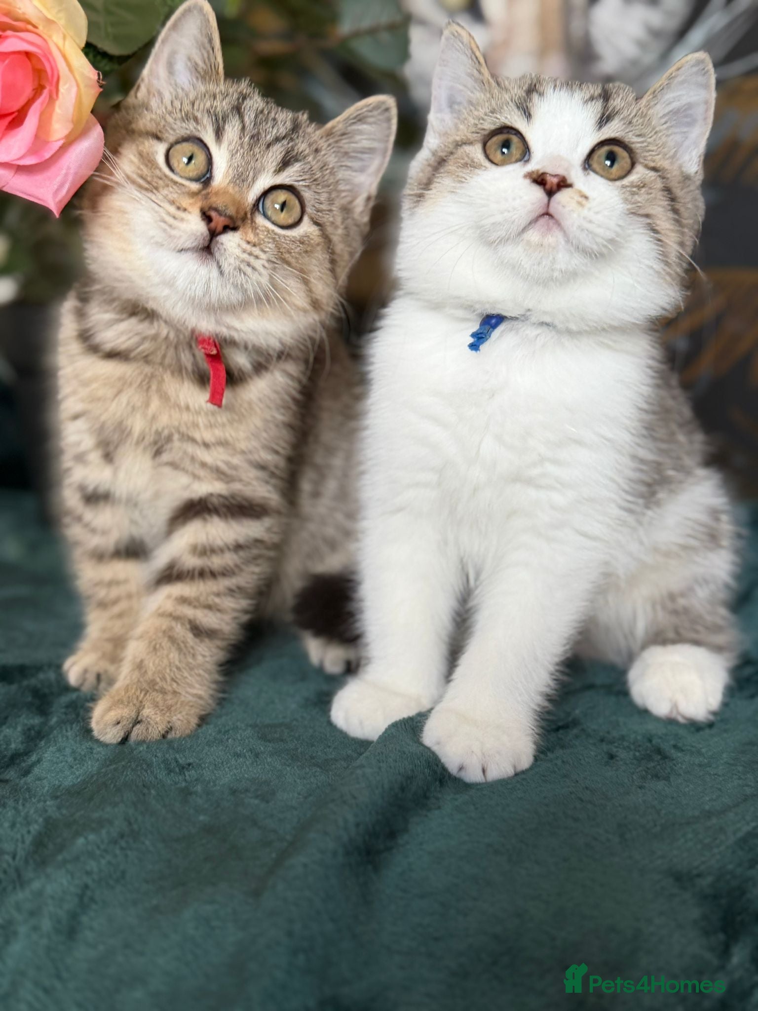 Brazilian Shorthair cats TIKA  Beautiful British Shorthair Girls - Advert 1