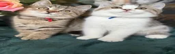 Brazilian Shorthair cats for sale: TIKA  Beautiful British Shorthair Girls - Advert 4