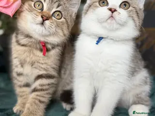 Brazilian Shorthair cats TIKA Beautiful British Shorthair Girls - Advert 1