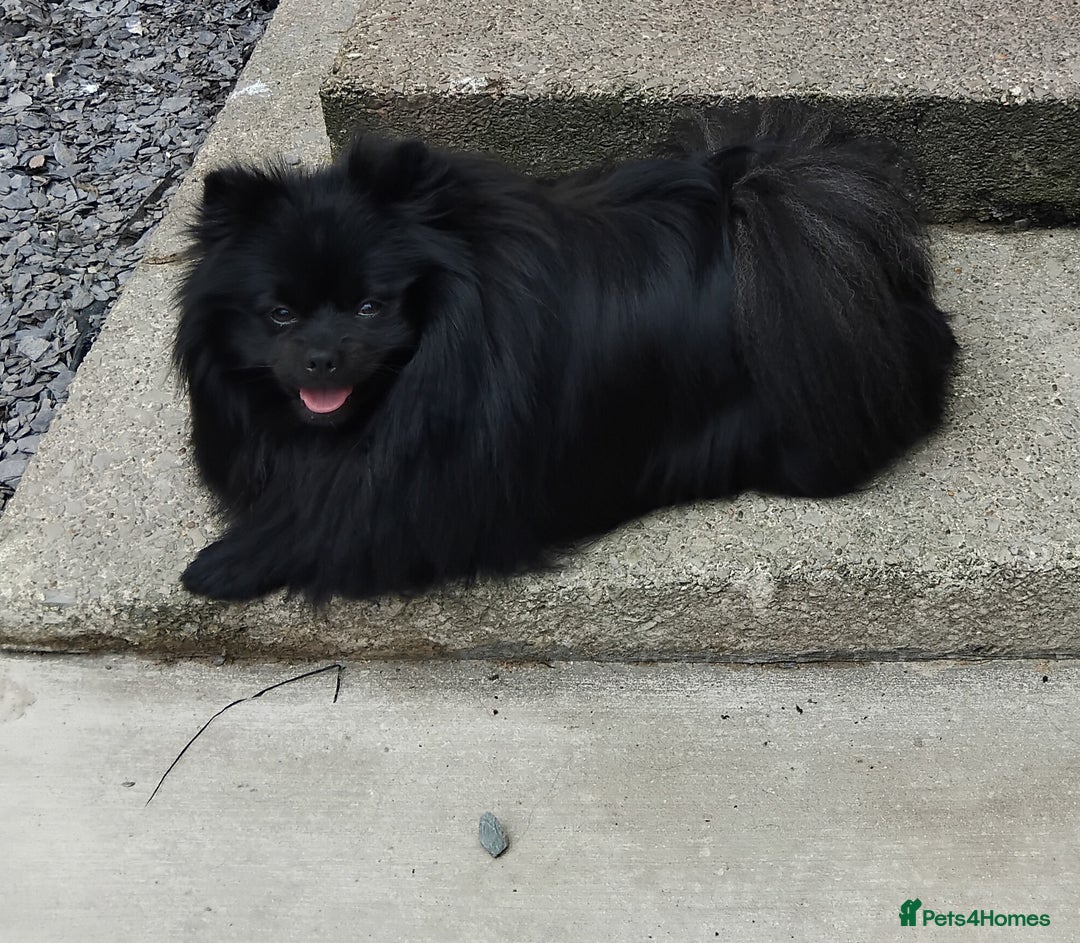 Pomeranian dogs for sale: Pure Fluffy Pomeranians - Image 2