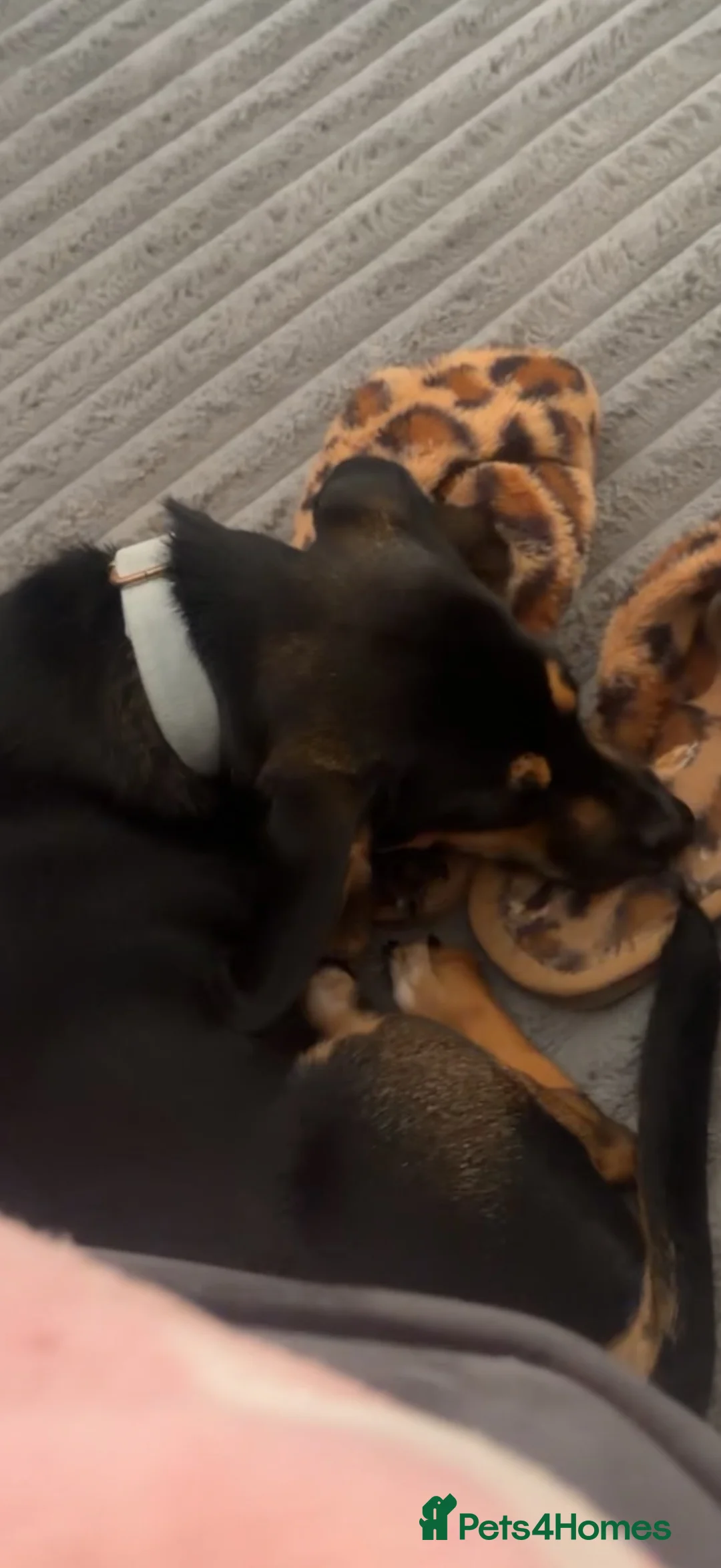 Chiweenie dogs for sale: Male chiweenie  - Advert 2