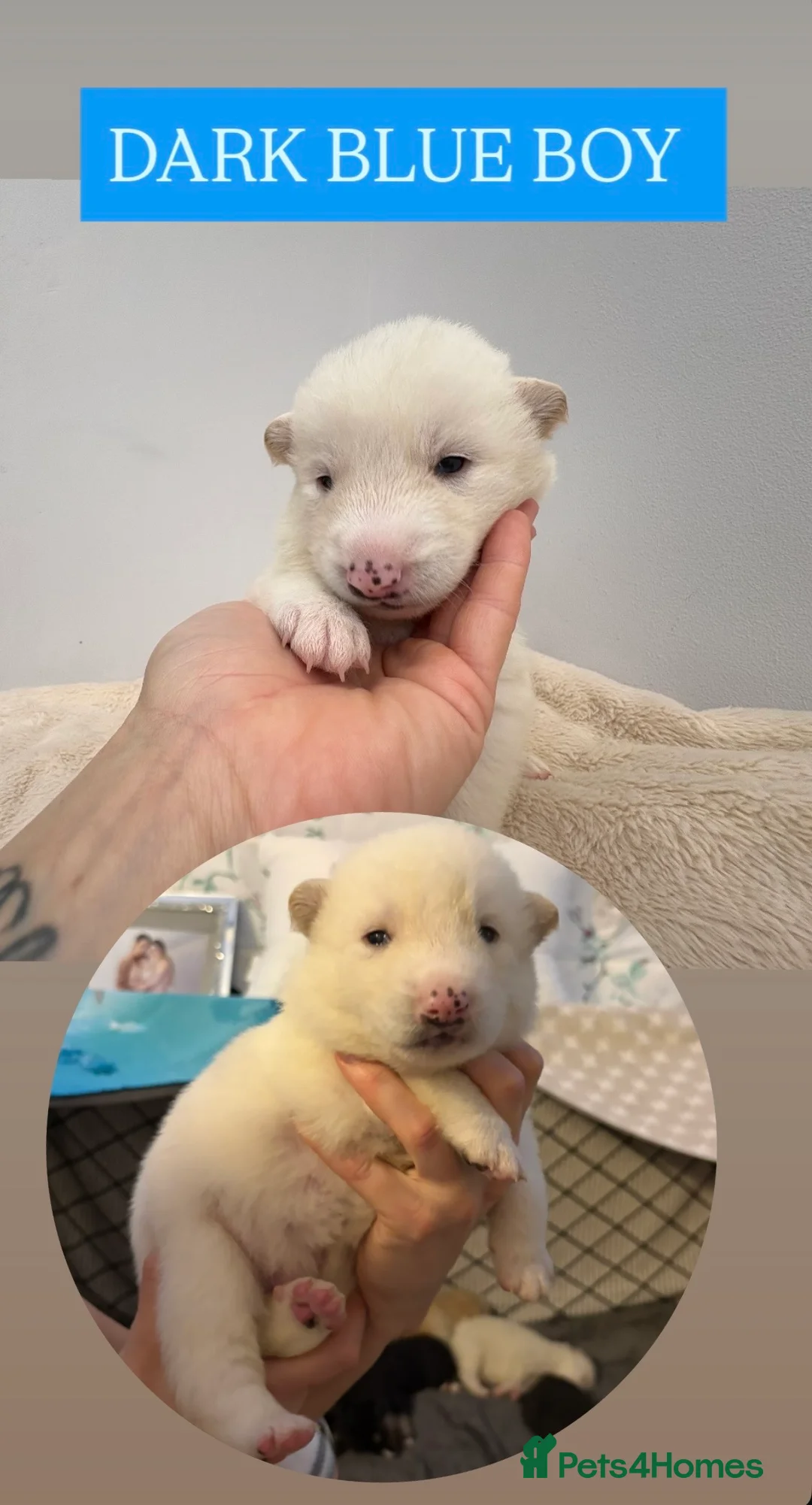 Shepsky dogs for sale: STUNNING SHEPSKY PUPPIES! - Advert 13