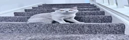 British Shorthair cats for sale: Beautiful British Shorthair Jessy New Loving Home - Advert 2