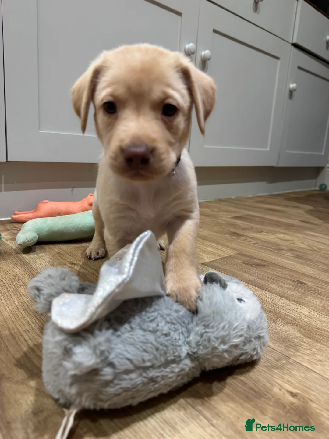 Labrador Retriever dogs for sale: Beautiful Chocolate and Yellow working Labradors  - Advert 12